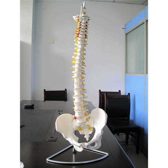 Professional Human Spine Model Flexible  Medical Anatomical Spine Model