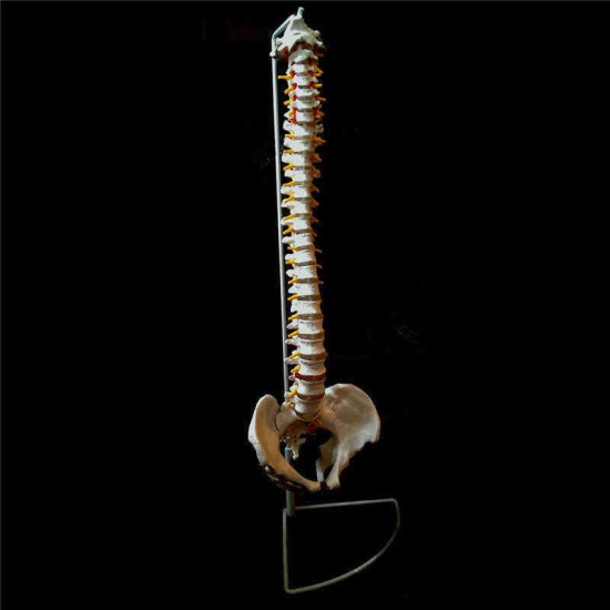 Professional Human Spine Model Flexible  Medical Anatomical Spine Model