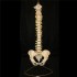 Professional Human Spine Model Flexible  Medical Anatomical Spine Model