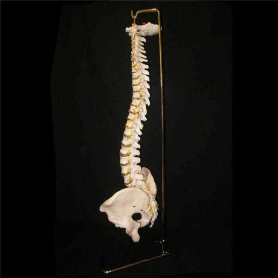 Professional Human Spine Model Flexible  Medical Anatomical Spine Model