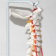 Professional Human Spine Model Flexible  Medical Anatomical Spine Model