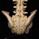 Professional Human Spine Model Flexible  Medical Anatomical Spine Model