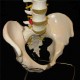 Professional Human Spine Model Flexible  Medical Anatomical Spine Model