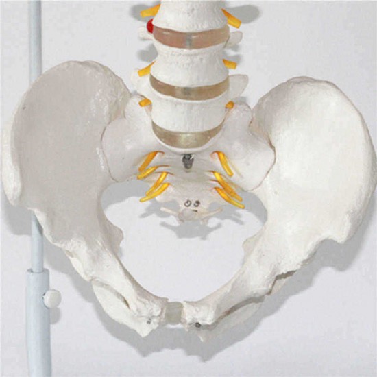 Professional Human Spine Model Flexible  Medical Anatomical Spine Model