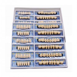 168Pcs 6 Set Acrylic Resin Denture Teeth Model Dental Tools Upper Lower Shade 23 A2