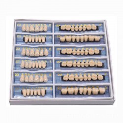 168Pcs 6 Set Acrylic Resin Denture Teeth Model Dental Tools Upper Lower Shade 23 A2