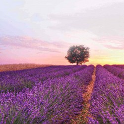 ALIN DE ROSE Natural Bulgarian Lavender Sleeping Essential Oil Aromatherapy Relax with Wood Diffuser for Skin Care Spa Massage from Xiaomi Ecosystem