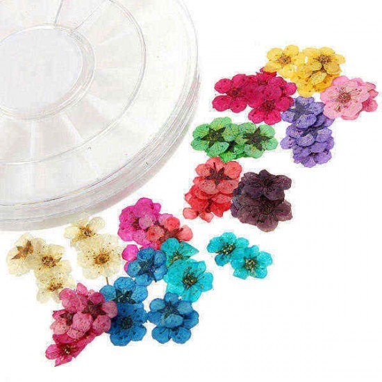 Dry Flower Acrylic UV Gel Nail Art Decoration Wheel DIY Dry Flower Acrylic UV Gel Nail Art Decoration Wheel DIY