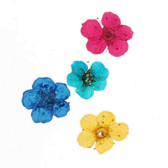 Dry Flower Acrylic UV Gel Nail Art Decoration Wheel DIY Dry Flower Acrylic UV Gel Nail Art Decoration Wheel DIY