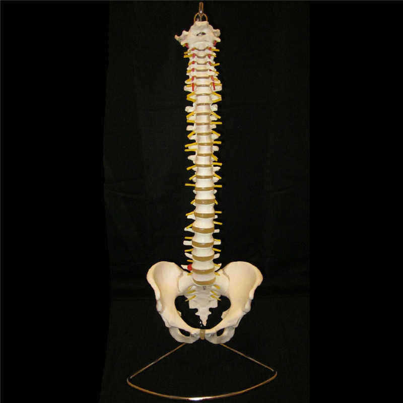 Professional-Human-Spine-Model-Flexible--Medical-Anatomical-Spine-Model-1187529