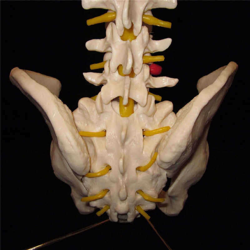 Professional-Human-Spine-Model-Flexible--Medical-Anatomical-Spine-Model-1187529