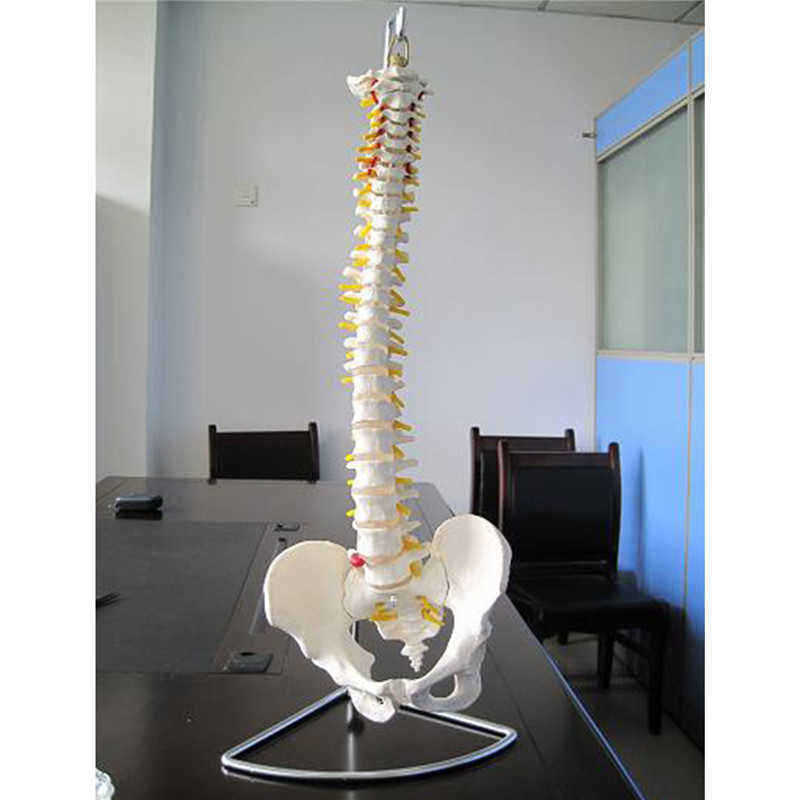 Professional-Human-Spine-Model-Flexible--Medical-Anatomical-Spine-Model-1187529