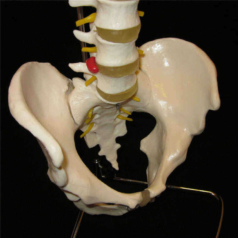 Professional-Human-Spine-Model-Flexible--Medical-Anatomical-Spine-Model-1187529