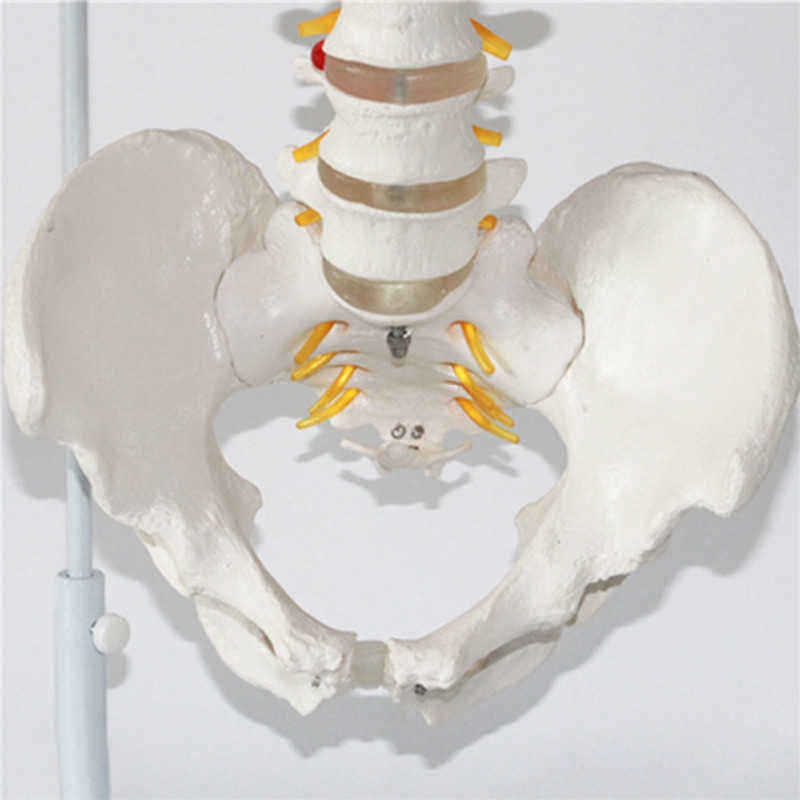 Professional-Human-Spine-Model-Flexible--Medical-Anatomical-Spine-Model-1187529