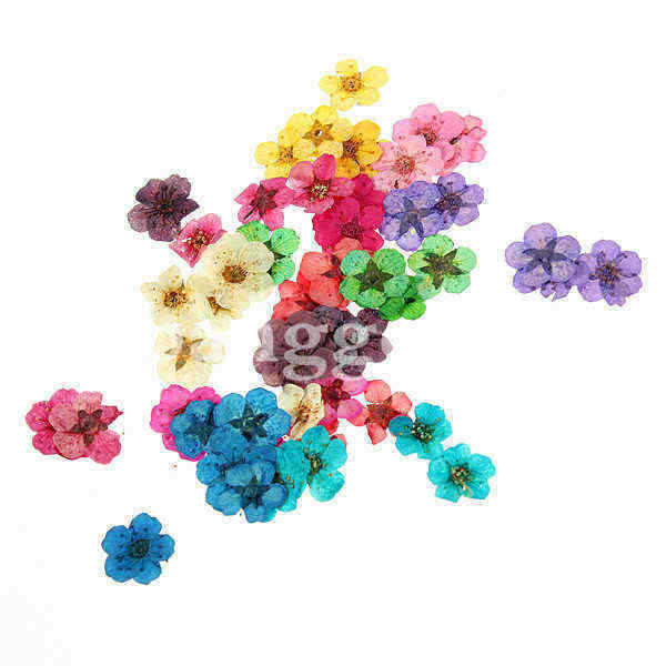 Dry-Flower-Acrylic-UV-Gel-Nail-Art-Decoration-Wheel-DIY-47362